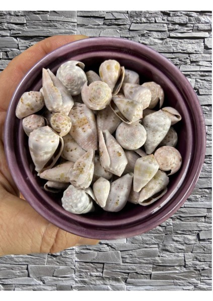 Gerçek Deniz Kabuğu - Iratus Rosea - Deliksiz - ( 50GR , Ort 20 Adet ) fiyatları