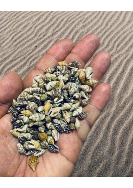 100 Adet Natural Minik Deniz Kabukları Nassa Shell Deliksiz ( Boyut ; 0,60 - 1,5 cm )