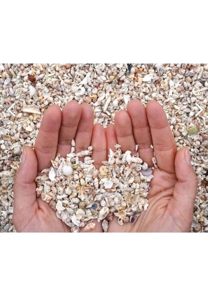 100 Adet Natural Minik Deniz Kabukları Nassa Shell Deliksiz ( Boyut ; 0,60 - 1,5 cm ) fiyatları