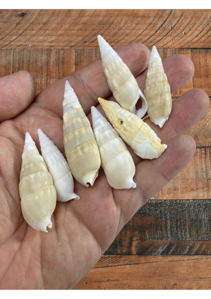 Gerçek Deniz Kabuğu - Minaret Umbra - Deliksiz - ( 100GR - Ort 22 Adet)