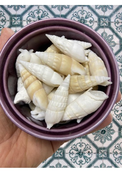 Gerçek Deniz Kabuğu - Minaret Umbra - Deliksiz - ( 100GR - Ort 22 Adet) fiyatları