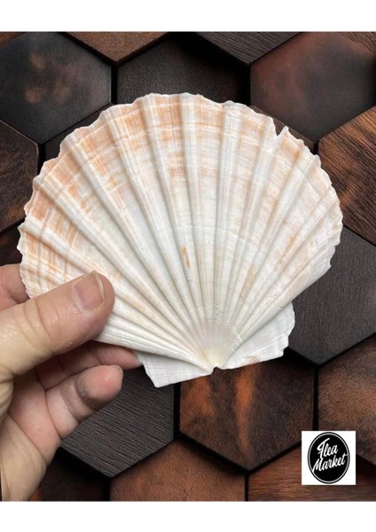 Gerçek Deniz Kabuğu - Beyaz Scallop - 1 Adet