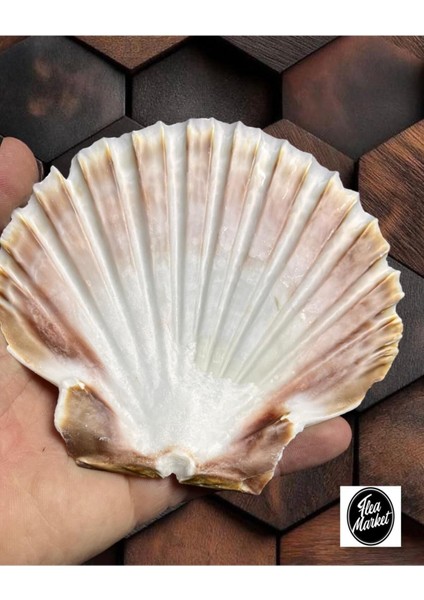 Gerçek Deniz Kabuğu - Beyaz Scallop - 1 Adet fiyatları