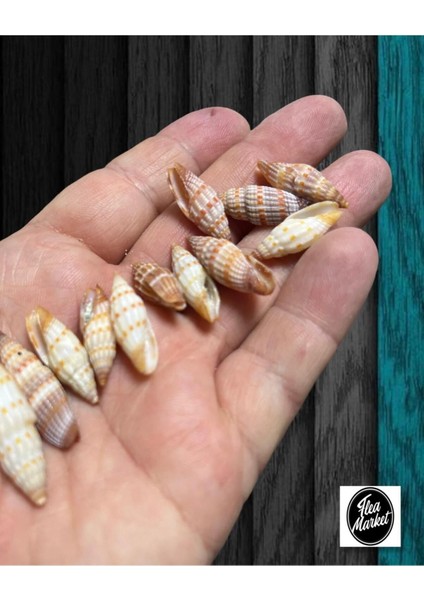 Gerçek Deniz Kabuğu - Small Minarets - 50GR