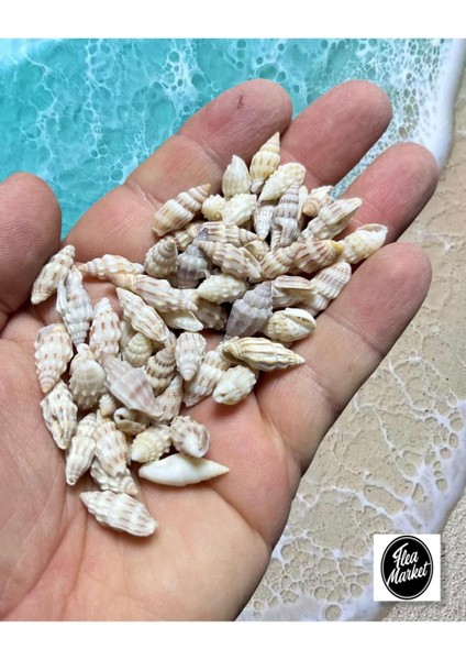 Gerçek Deniz Kabuğu - Small Minarets - 50GR fiyatları