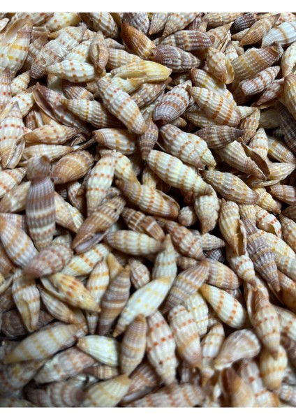 Gerçek Deniz Kabuğu - Small Minarets - 50GR modelleri