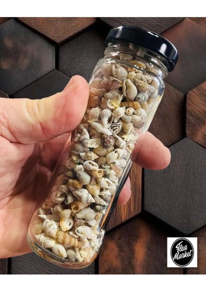 Nassa Shell Gerçek Minik Deniz Kabukları Ort. 250 Adet - Deliksiz - ( 0,30 - 1,50 mm )