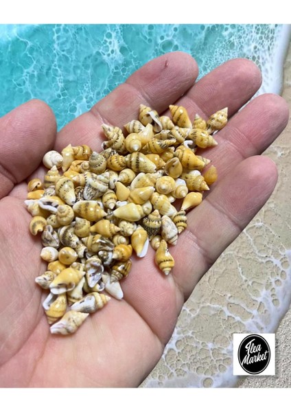 Gerçek Deniz Kabuğu - Soft Yellow Nassa - 100 Adet