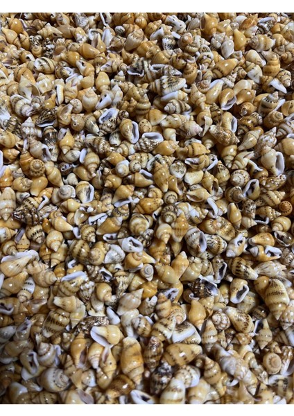 Gerçek Deniz Kabuğu - Soft Yellow Nassa - 100 Adet fiyatları