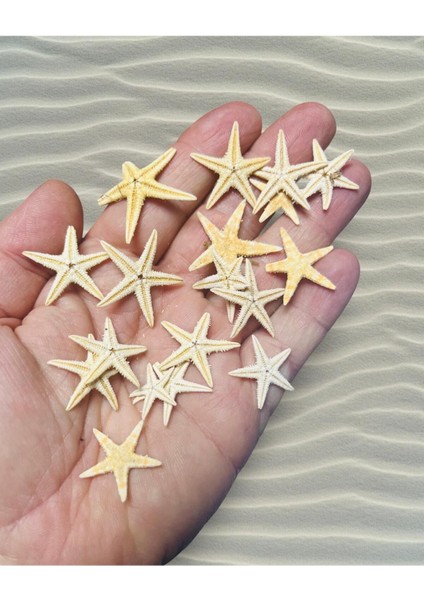 Star Fish - Gerçek Deniz Yıldızı - ( Ort. 25MM 10 Adet )