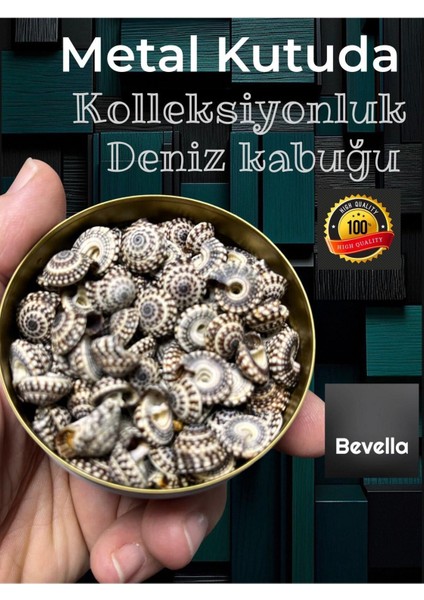 Şık Metal Kutuda Mysterium Arca Minyatür Deniz Kabukları ( Ort. 100 Adet )