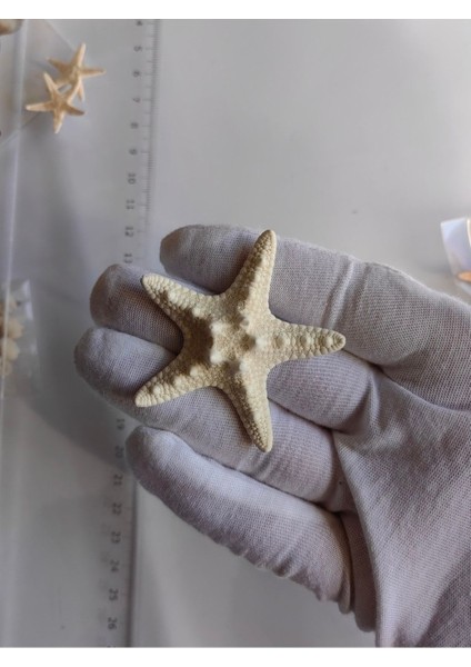 Deniz Yıldızı : Kalın Yıldız / 1 Adet / 4-6 cm