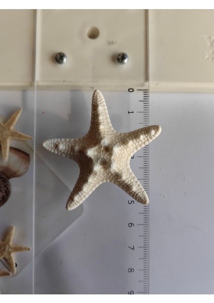 Deniz Yıldızı : Kalın Yıldız / 1 Adet / 4-6 cm fiyatları