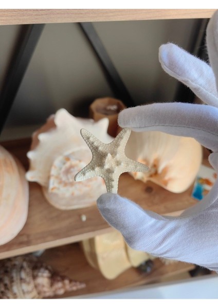 Deniz Yıldızı : Kalın Yıldız / 1 Adet / 4-6 cm modelleri