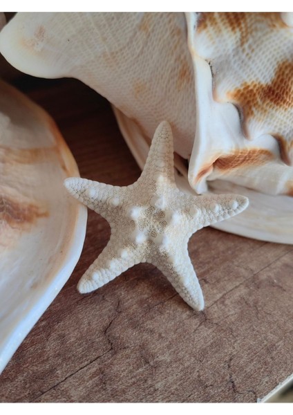 Deniz Yıldızı : Kalın Yıldız / 1 Adet / 4-6 cm fırsatları