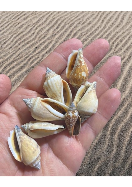 Gerçek Deniz Kabuğu - ( Urceus )