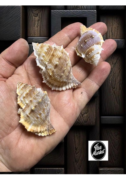 Gerçek Deniz Kabuğu 3 Adet - Geremio fiyatları