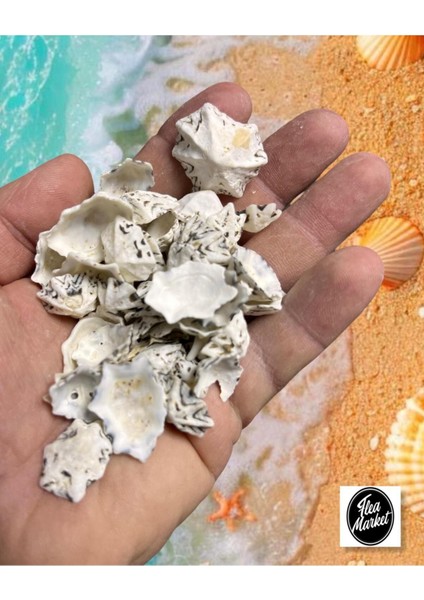 Gerçek Deniz Kabuğu - 50 gr