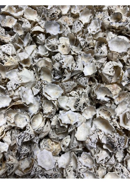 Gerçek Deniz Kabuğu - 50 gr fiyatları