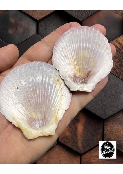 Gerçek Deniz Kabuğu - 2 Adet