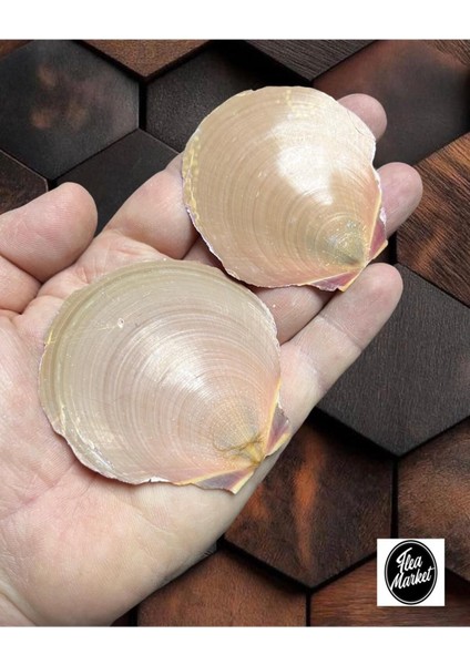 Gerçek Deniz Kabuğu - 2 Adet fiyatları