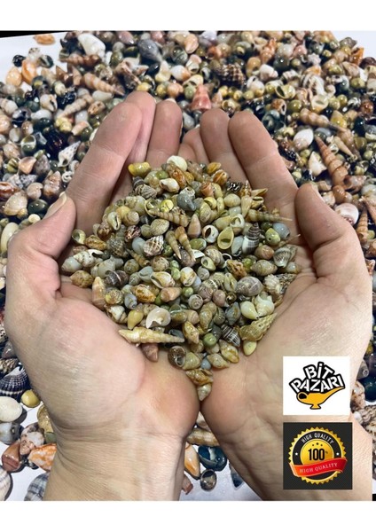 Nassa Shell Gerçek Özenle Seçilmiş Minik Deniz Kabukları - Ort. 250 Ad - Deliksiz (0,50 - 1,50 Mm) fiyatları