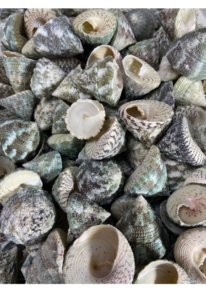 Gerçek Deniz Kabuğu - Viridi Collis - Deliksiz - ( 8 Adet ) fiyatları