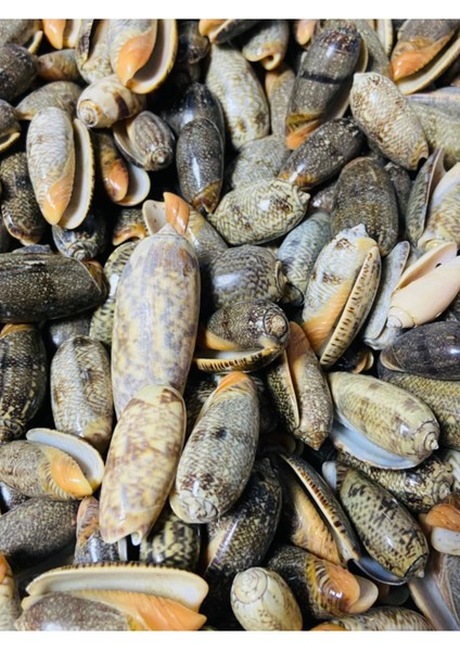 Gerçek Deniz Kabuğu - Mysterium Arca - Deliksiz - ( 8 Adet ) fiyatları