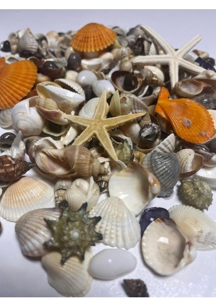 Dekoratif Gerçek Karışık Deniz Kabuğu - ( 100GR , 25 ~ 75 Adet )