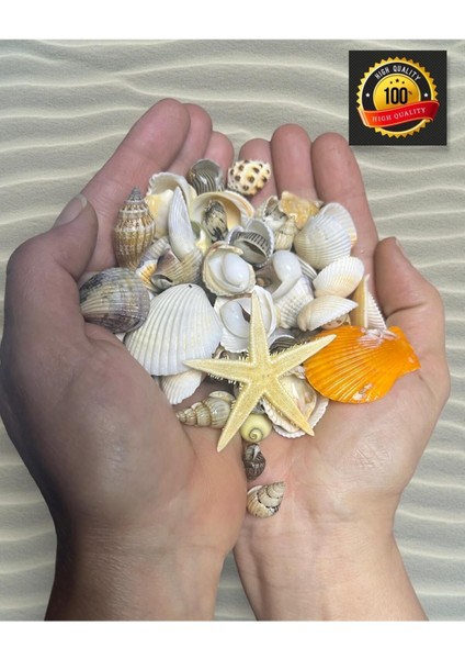 Dekoratif Gerçek Karışık Deniz Kabuğu - ( 100GR , 25 ~ 75 Adet ) fiyatları