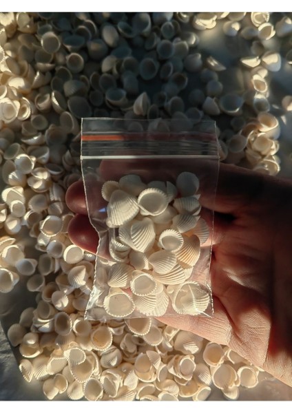 Minik Deniz Kabukları : Beyaz Kum Midyesi / 50 Adet / Deliksiz / 0.5 mm - 1.5 cm