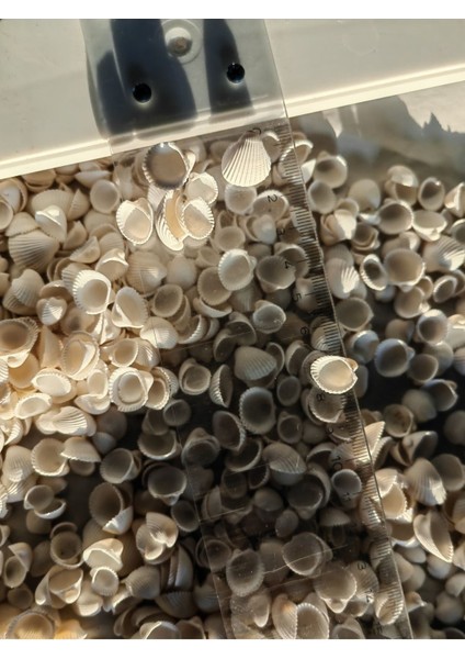 Minik Deniz Kabukları : Beyaz Kum Midyesi / 50 Adet / Deliksiz / 0.5 mm - 1.5 cm modelleri