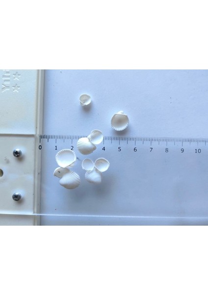 Minik Deniz Kabukları : Beyaz Kum Midyesi / 50 Adet / Deliksiz / 0.5 mm - 1.5 cm fırsatları