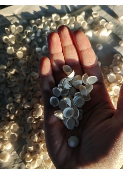 Minik Deniz Kabukları : Beyaz Kum Midyesi / 50 Adet / Deliksiz / 0.5 mm - 1.5 cm indirimleri