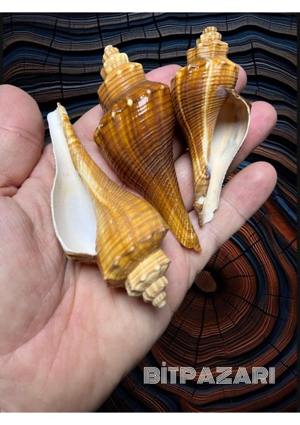 Gerçek Deniz Kabuğu - Red Pulchritudo - 2 Adet