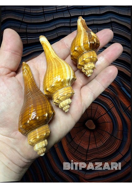 Gerçek Deniz Kabuğu - Red Pulchritudo - 2 Adet fiyatları