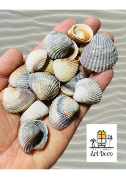 Ocean Mystery - Gerçek Deniz Kabukları - 100GR ( Ort 1-4 cm ) -
