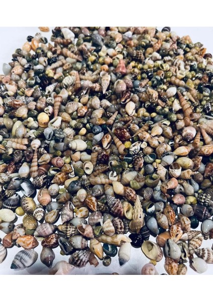250 Adet Doğal Deniz Kabuğu ( Nassa Shell ) Akvaryum Süsleme Hobi El Sanatları. fiyatları