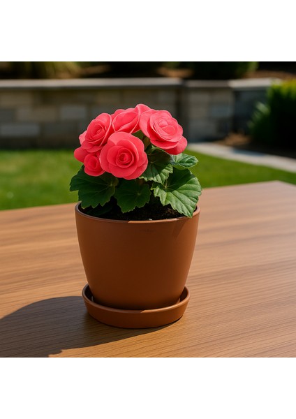 Modern Küçük Begonya Saksı 1,5 Litre Tabaklı Çiçek Saksısı – Iç ve Dış Mekana Uygun 14X13 cm