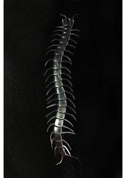 Şeffaf Renk Karanlıkta Parlayan Fosforlu Kırkayak 13 cm 1 Adet (5047) fiyatları