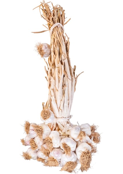 Meşhur Taşköprü Sarımsağı Kg ( Yeni Sezon - Duble Boy) fiyatları