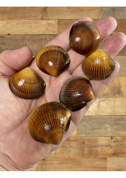 Gerçek Deniz Kabuğu - Capulus Mare - Deliksiz - ( 60GR - Ort 12 Adet)