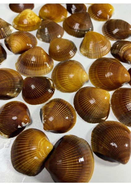 Gerçek Deniz Kabuğu - Capulus Mare - Deliksiz - ( 60GR - Ort 12 Adet) fiyatları