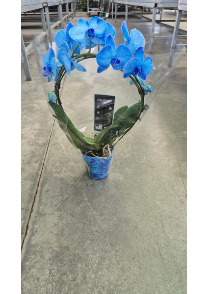Açık Safir Mavisi – Özel Seri Mavi Phalaenopsis Orkide Saksıda Şık Dekoratif Ev Bitkisi