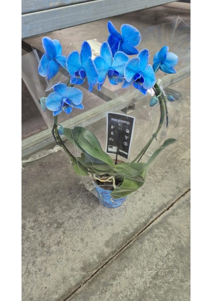 Açık Safir Mavisi – Özel Seri Mavi Phalaenopsis Orkide Saksıda Şık Dekoratif Ev Bitkisi fiyatları