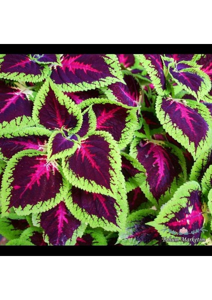 Sakısı Yaprak Güzeli Cam Güzeli Çiçeği Özel Renk