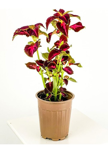 Sakısı Yaprak Güzeli Cam Güzeli Çiçeği Özel Renk modelleri