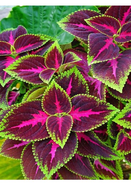 Sakısı Yaprak Güzeli Cam Güzeli Çiçeği Özel Renk fırsatları