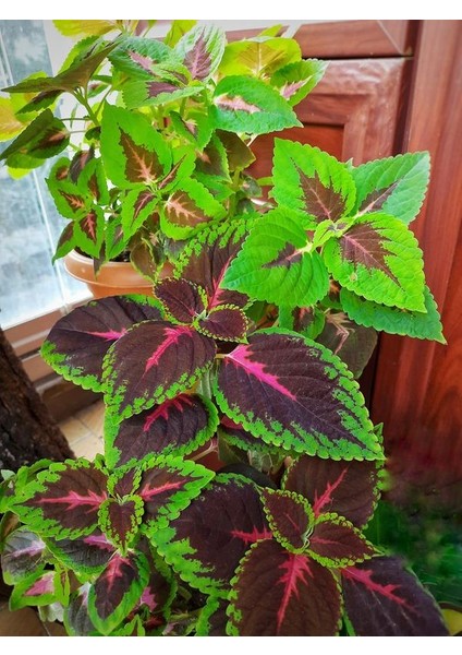 Sakısı Yaprak Güzeli Cam Güzeli Çiçeği Özel Renk indirimleri