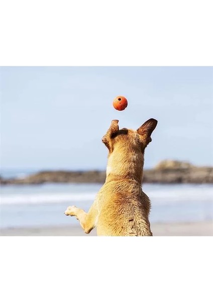! Fetch Ball 2'li Köpek Oyun Topu (Küçük Boy) fiyatları